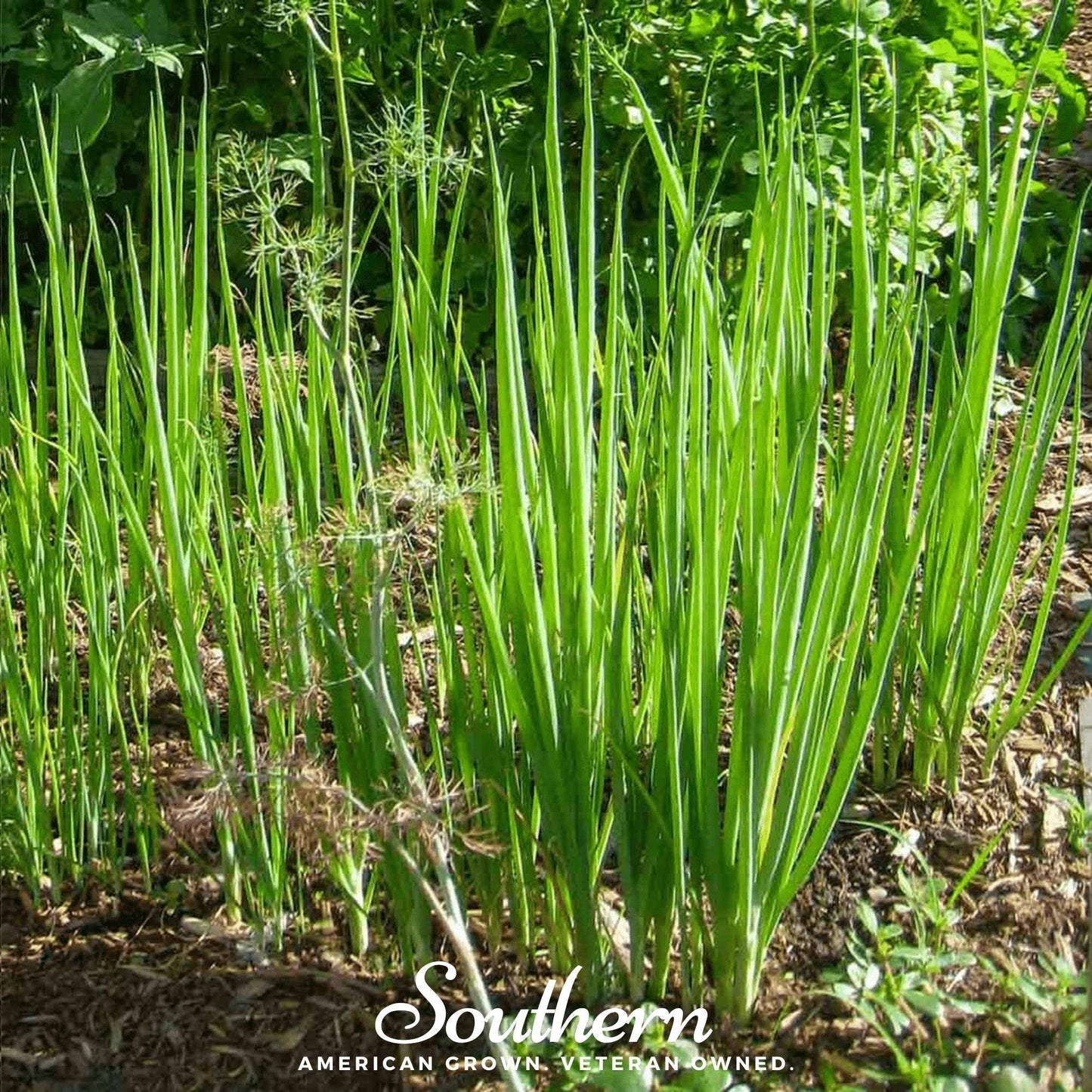 Tokyo Long White Onion – 200 Seeds