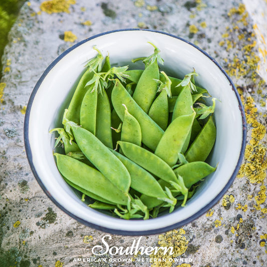 Sugar Daddy Peas – 20 Seeds