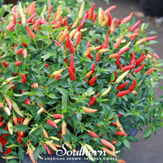 Birds Eye Chili Pepper – 30 Seeds
