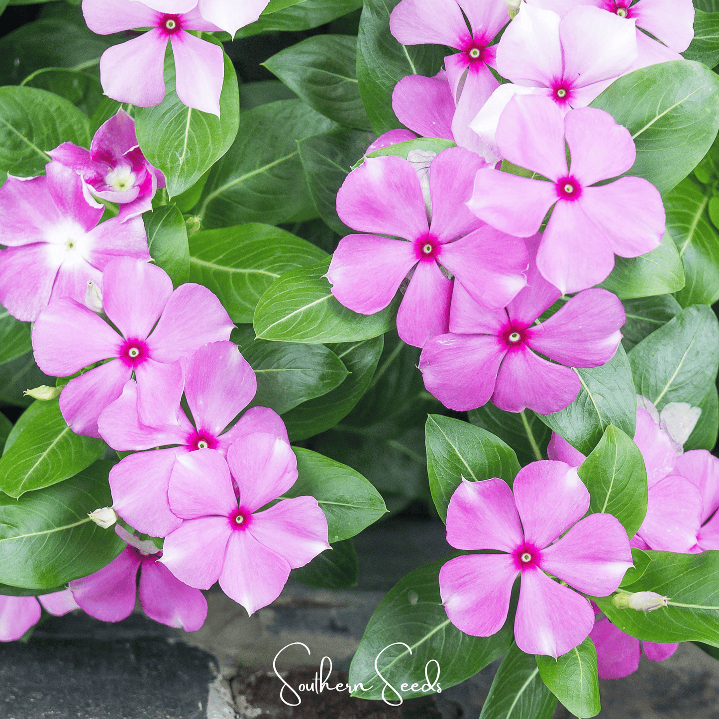 Mix Periwinkle– 100 Seeds