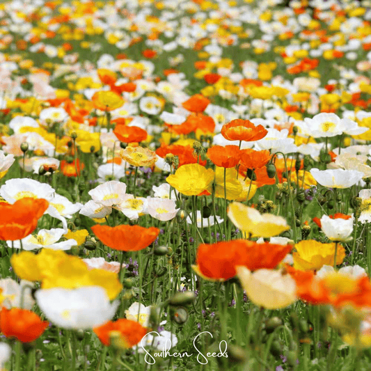 Iceland Poppy – 250 Seeds