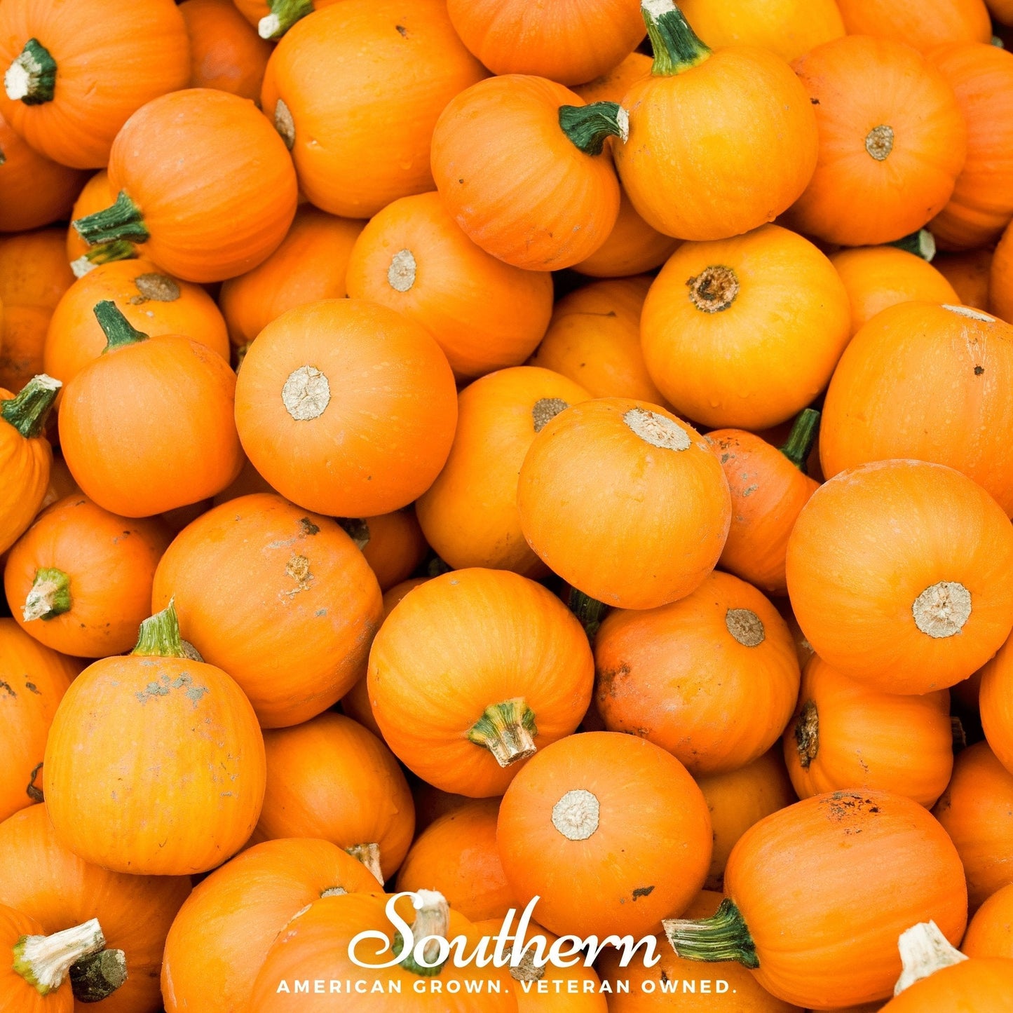 Small Sugar Pumpkin – 15 Seeds