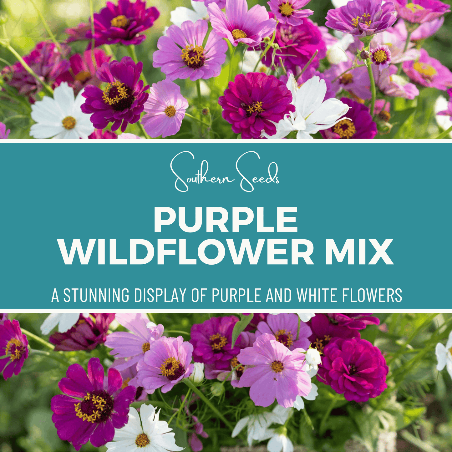Purple Wildflower Seed Mix – 1,000 Seeds