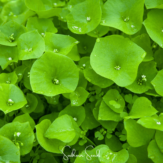 Winter Purslane, Miner’s Lettuce – 100 Seeds
