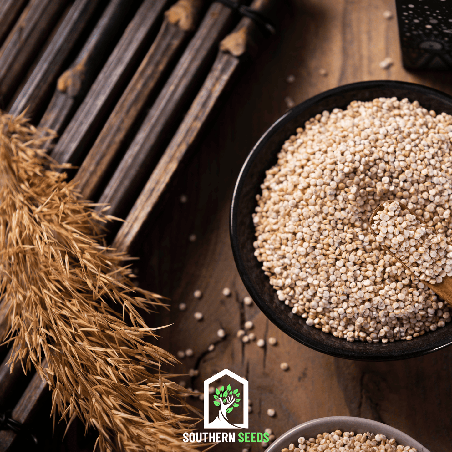 Brightest Brilliant Rainbow Quinoa – 250 Seeds