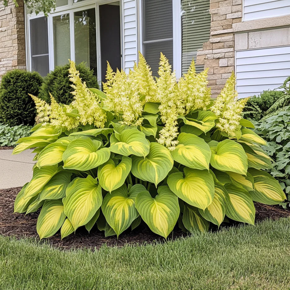 Rare Yellow Gold Hosta Seeds – Bright Lime Green and Golden Shade Foliage