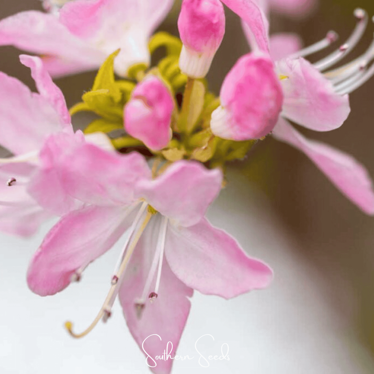 Carolina Azalea Rhododendron – 100 Seeds