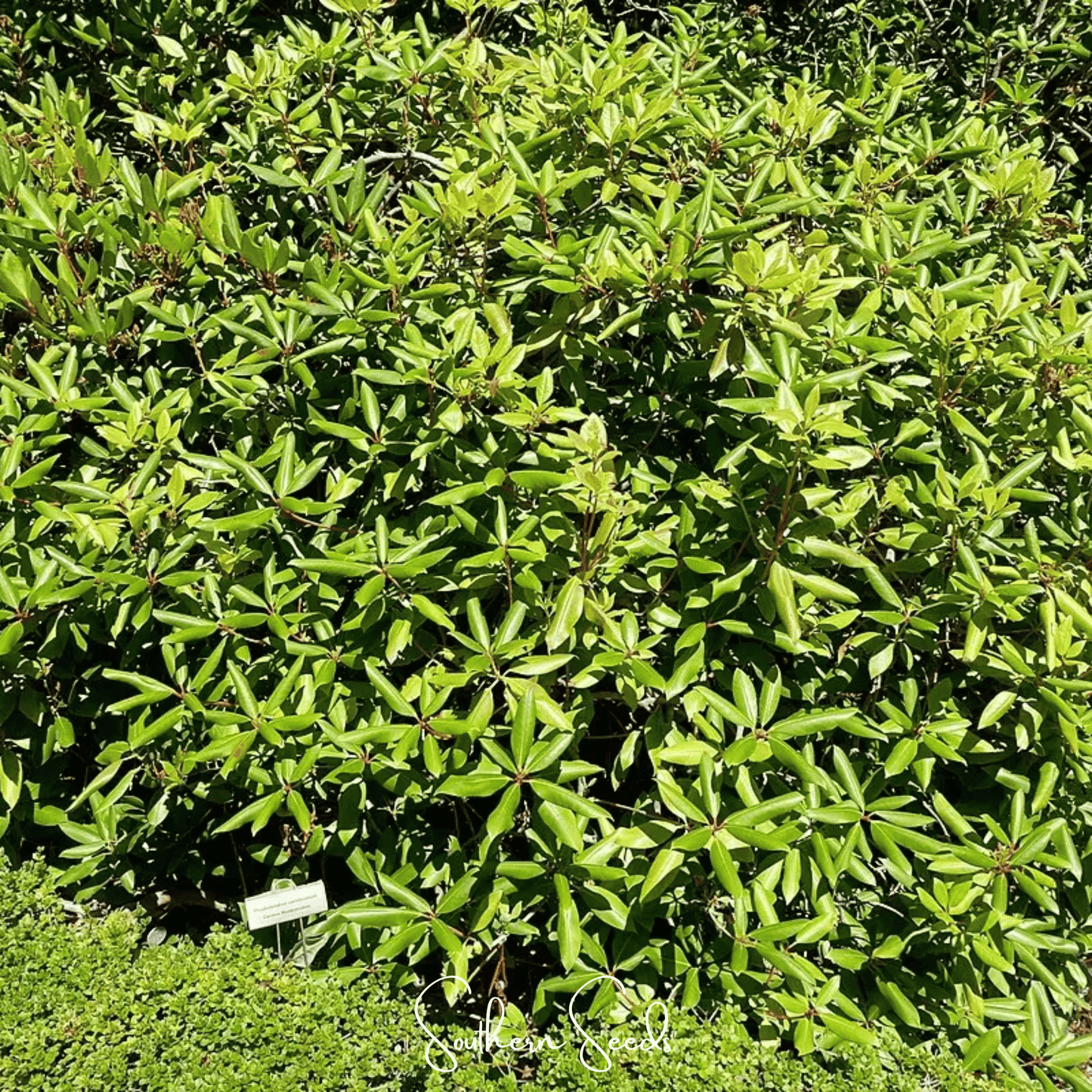 Carolina Azalea Rhododendron – 100 Seeds