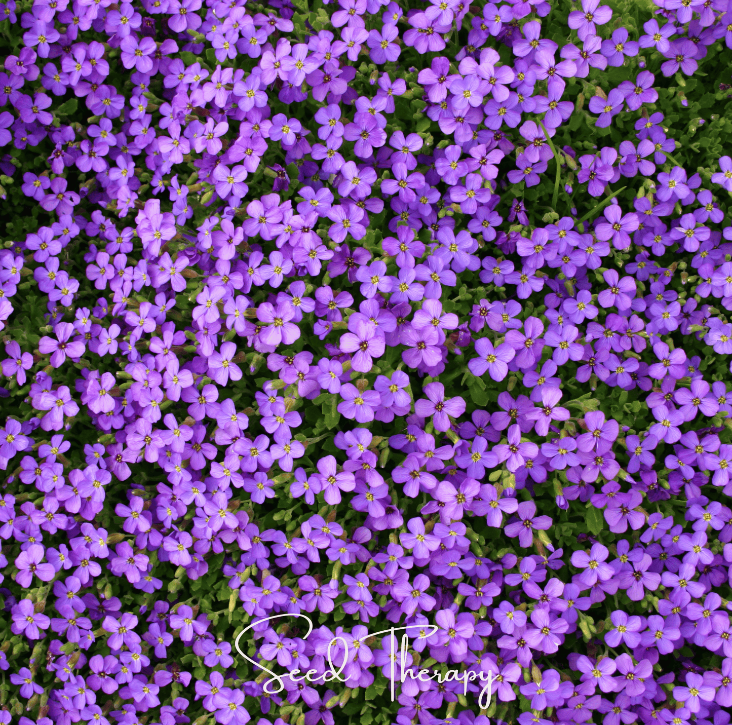 Purple Rockcress – 250 Seeds