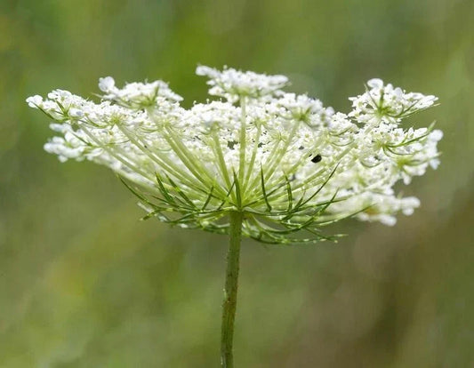 Queen Anne's Lace Seeds, 100+ Organic Wildcrafted Seeds, Daucus carota, Herb, Non-GMO, Perennial Flower Seeds