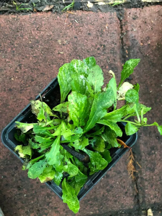 Mazus reptans Alba Steppable Groundcover Plant, 3.5 inch, White Flowering, Perennial Ground Cover, Low Maintenance
