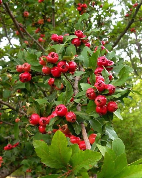 Mayhaw Fruit Tree 2' Heirloom Seedling Crataegus aestivalis Red Apple-Shaped Fruit USA Seller