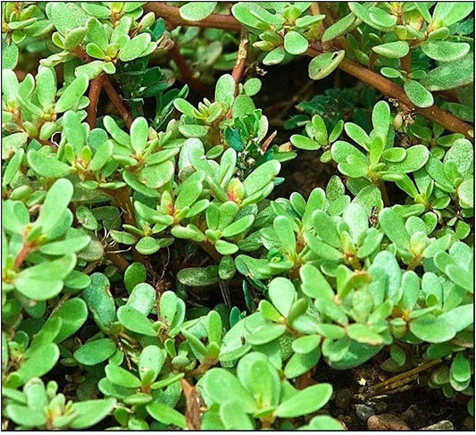 Purslane Seeds 500+ Green Non-GMO Fresh Garden Seeds Portulaca oleracea