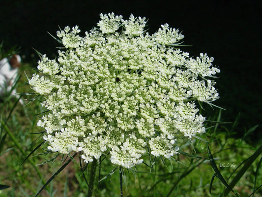 Queen Anne's Lace Seeds - 265 Seeds - Daucus Carota - White Flower Seeds - Non-GMO Gardening Supplies