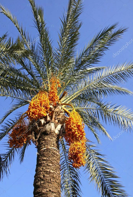 Medjool Date Palm Seedling - 1+ Year Old - Phoenix Dactylifera Plant Sapling