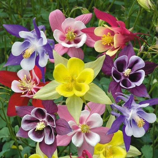McKana Giant Mix Columbine Seeds - Non-GMO Flower Seeds for Garden - Aquilegia caerulea