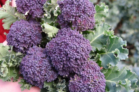 Purple Sprouting Broccoli Seeds, Non-GMO Heirloom, Multiple Sizes, Brassica oleracea, Free Shipping