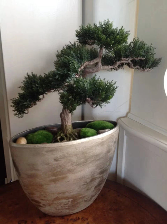 Mendocino Cypress Seeds - 20+ Ornamental Seeds - Cupressus pygmaea - Drought-Tolerant Evergreen Plant