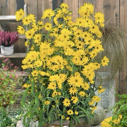 Maximilian's Sunflower Seeds 500+ | Helianthus maximiliani | Native Wildflower Seeds | USA Grown