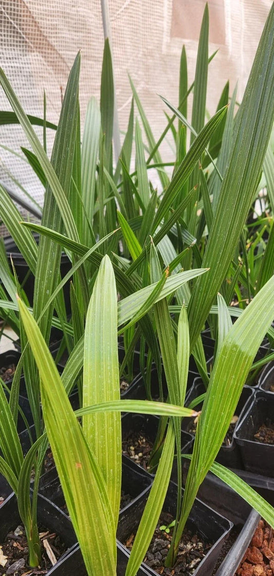 Medjool Date Palm Sapling 3+ Yr Old 18+" Phoenix Dactylifera in 3.5" Pot