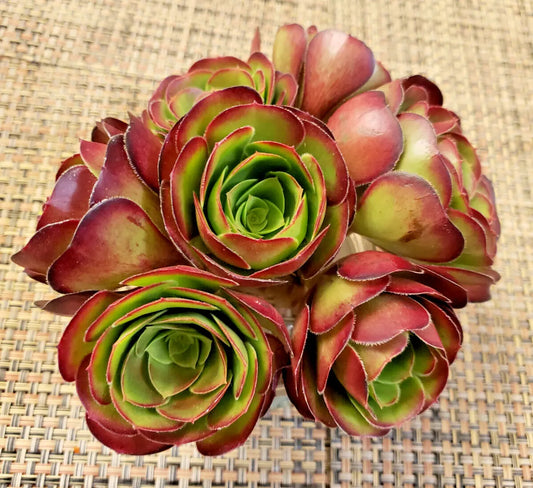 Medium Aeonium 'Velour' Cutting - 4" (10 cm) Diameter, Succulent Plant, Green and Burgundy Variegated Foliage