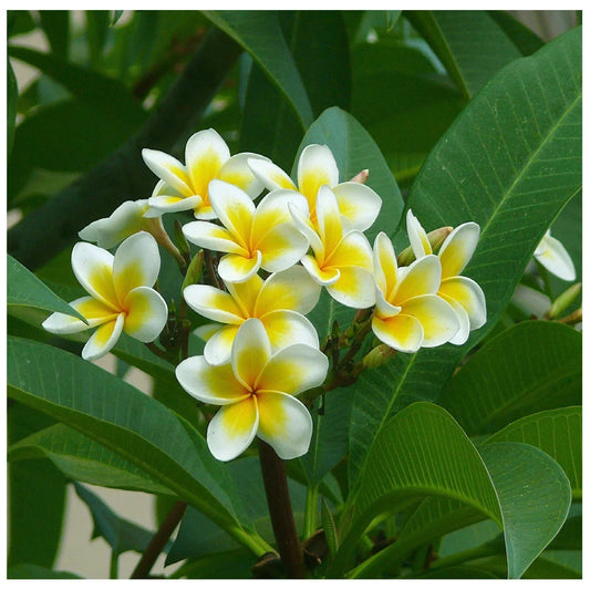 Hawaiian Plumeria Frangipani Cutting 12-14'' Yellow White Moililli Gold Plant