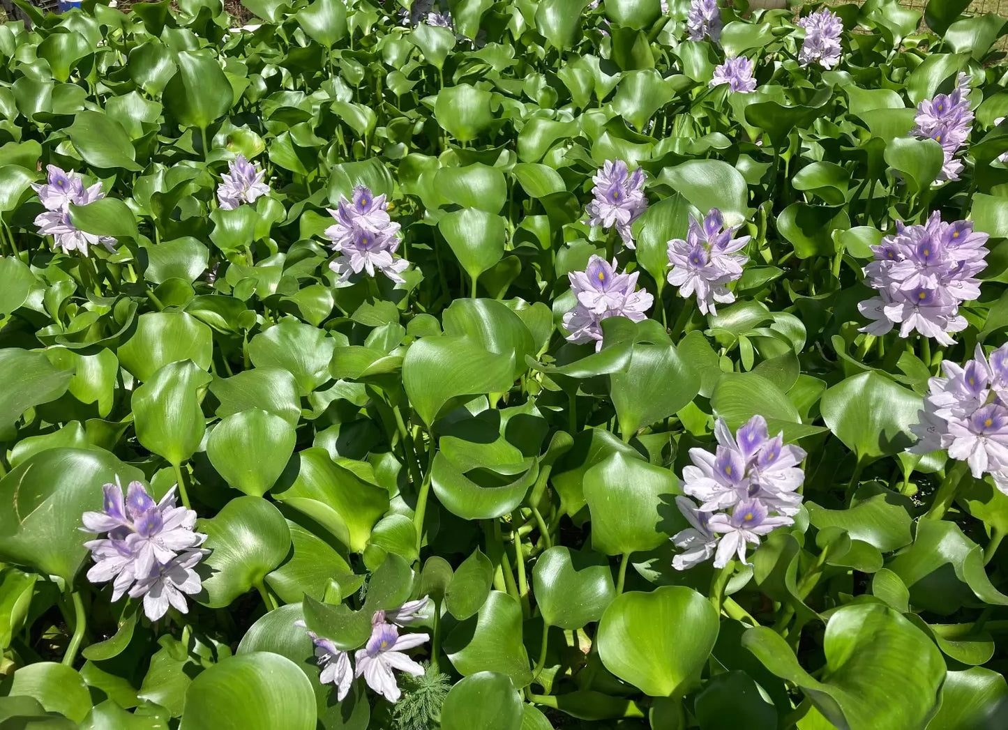 Medium Water Hyacinth Pond Plants - 4 Live Floating Plants, Eichhornia crassipes, Natural Algaecide for Ponds and Tanks
