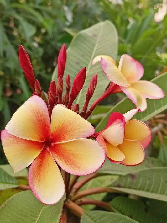 Hawaiian Plumeria Frangipani Plants, 8 oz Pot, Stress-Reducing Variety, Plumeria spp.