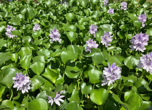 Medium Water Hyacinth Pond Plants - 3 Live Floating Aquatic Plants - Eichhornia crassipes - Natural Algaecide for Ponds