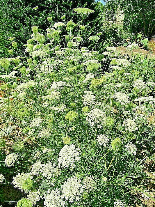 Queen Anne's Lace Seeds - Bulk 1005 Seeds - Daucus Carota - Wild Carrot Wildflower
