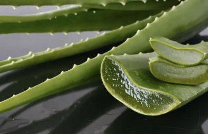 Medium Aloe Vera Plant, Barbadensis, Organic Medicinal Cactus Succulent