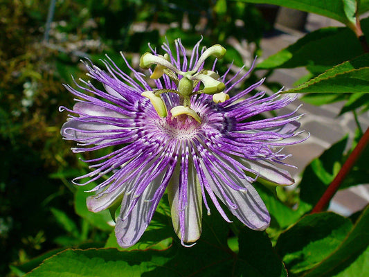 Maypop Purple Passion Seeds - 10 Pack - Edible Fruit - Passiflora Incarnata - Cold Hardy