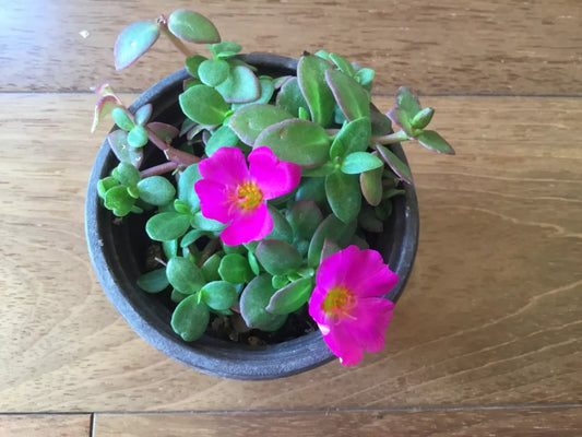 Purslane Cuttings 8-Color Mix Winter Flowering Moss Rose (Portulaca oleracea) for Rooting
