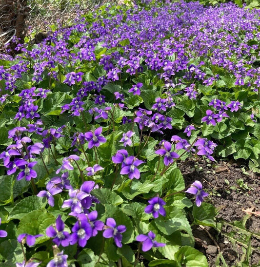Purple Wild Violet Plants Bareroot Rhizomes Organic Viola Odorata 10+ Edible Perennial Flower Hardy Zones 6-10