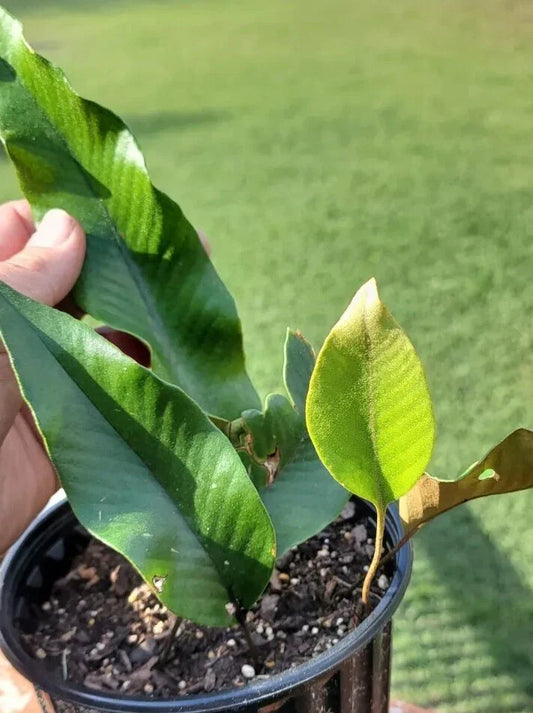 Pyrrosia Lingua Fern Cutting 3-Leaf Rare Indoor Plant Easy Care Tropical Asia