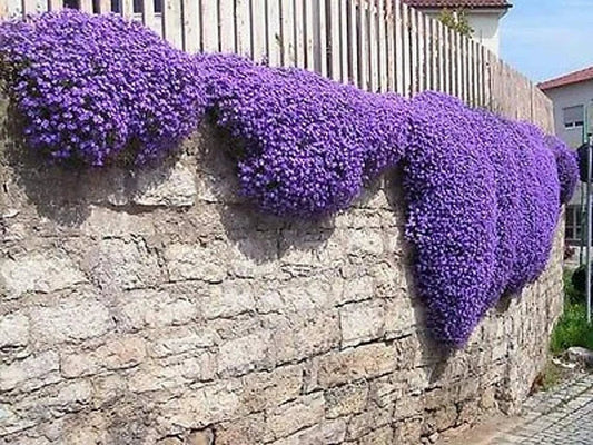 Purple Rock Cress Seeds - 250 Pack - Low Grower - Arabis caerulea - Stunning Color for Gardens and Landscapes