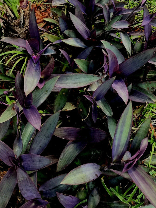 Purple Wandering Jew Tradescantia Zebrina Houseplant Cuttings 6+ Inches - 6 Cuttings