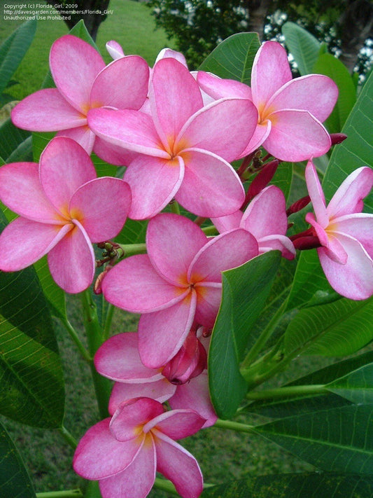 Hawaiian Plumeria Cuttings, Miami Rose Variety, 12-14'' Length, Frangipani Plant, Tropical Flowering Plant