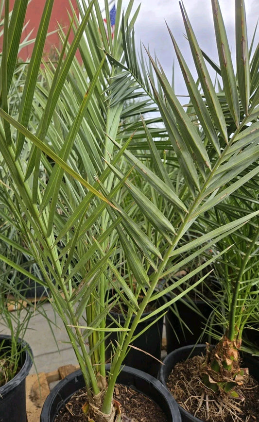 Medjool Date Palm Tree 7 Gallon Pot Phoenix Dactylifera 12+ Years Old Indoor/Outdoor Plant