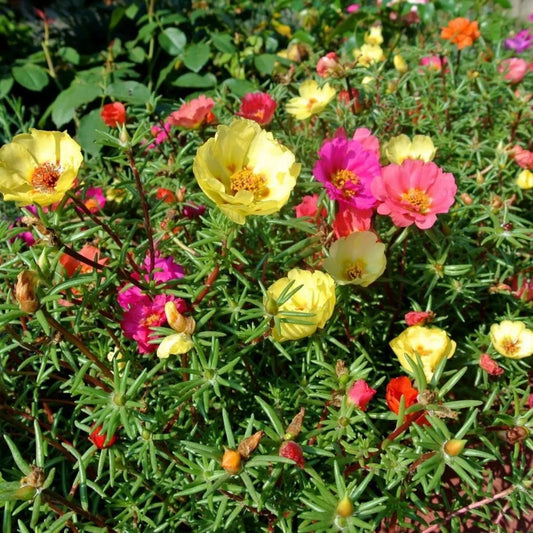 Purslane Seeds 1,000+ Non-GMO Green Fresh Garden Seeds Portulaca oleracea