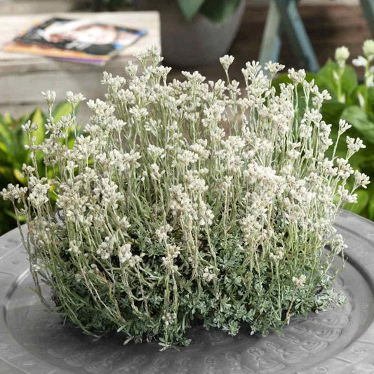 Pussytoes Ground Cover Seeds 100 Seeds White Antennaria Dioica