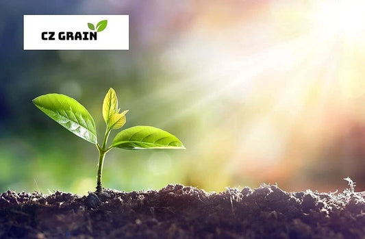 Maximilian Sunflower Seeds - 1,000+ Seeds - Attracts Bees & Butterflies - Helianthus maximiliani