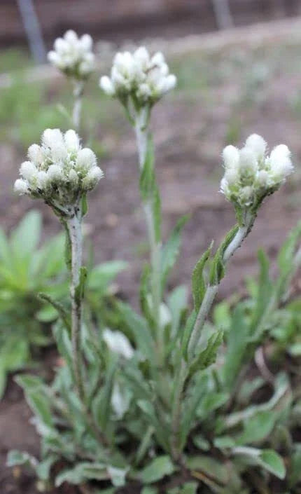Pussytoes Wildflower Seeds 50 Seeds Antennaria plantaginifolia Perennial Ground Cover Native Wildflower Seeds