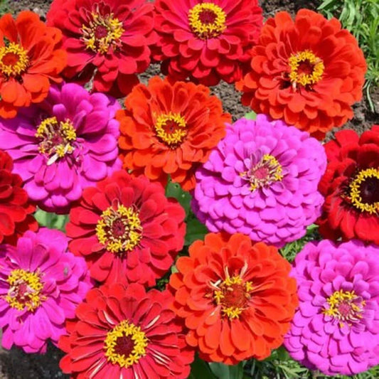 Merlot Zinnia Mix Seeds - 100 Organic Flower Seeds - Zinnia elegans - USA Grown, Free Shipping