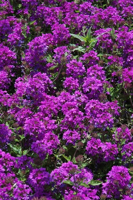 Purple Verbena Plant 4" Pot Homestead Purple Verbena canadensis, Drought Tolerant, Dark Purple Flowers, Zones 7-10