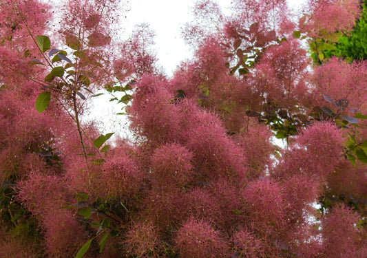 Purple Smoke Tree Seeds 50 Count, Puffball Flowers, Purple Leaves, Cotinus coggygria