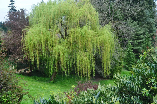 Memorial Weeping Willow Tree - Large Arching Canopy - Salix babylonica - Perfect for Gardens and Remembrance Spaces