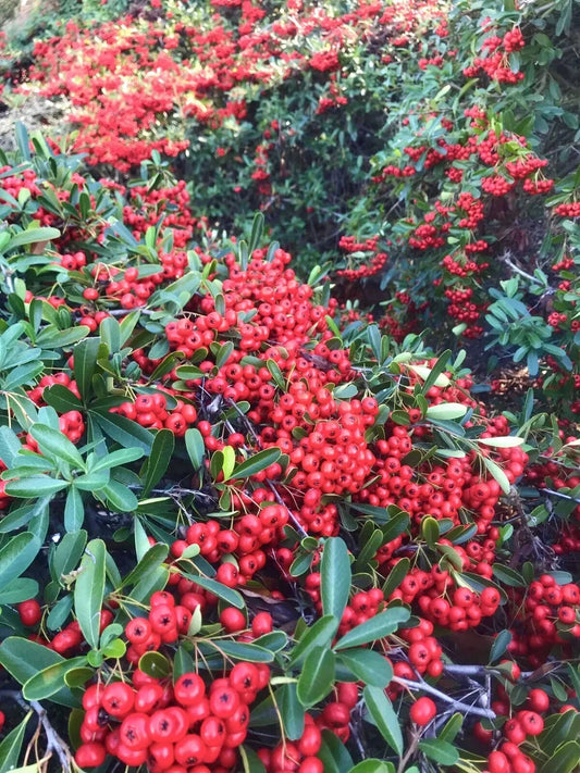 Pyracantha Berries Seeds - 50 Count - Firethorn Variety - Pyracantha coccinea - USA Grown 2025