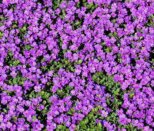 Purple Rockcress Seeds 200+ Perennial Ground Cover, Aubrieta deltoidea, Purple Flower, USA Native