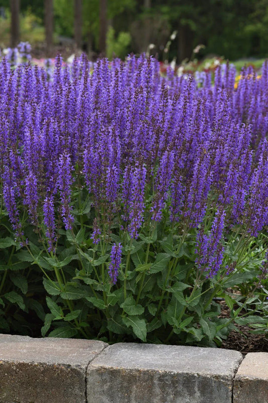 Meadow Sage Salvia 'Blue By You' Bare Root Live Perennial Plant 20-22" Salvia nemorosa Deer-Resistant Hardy Zones 4-9